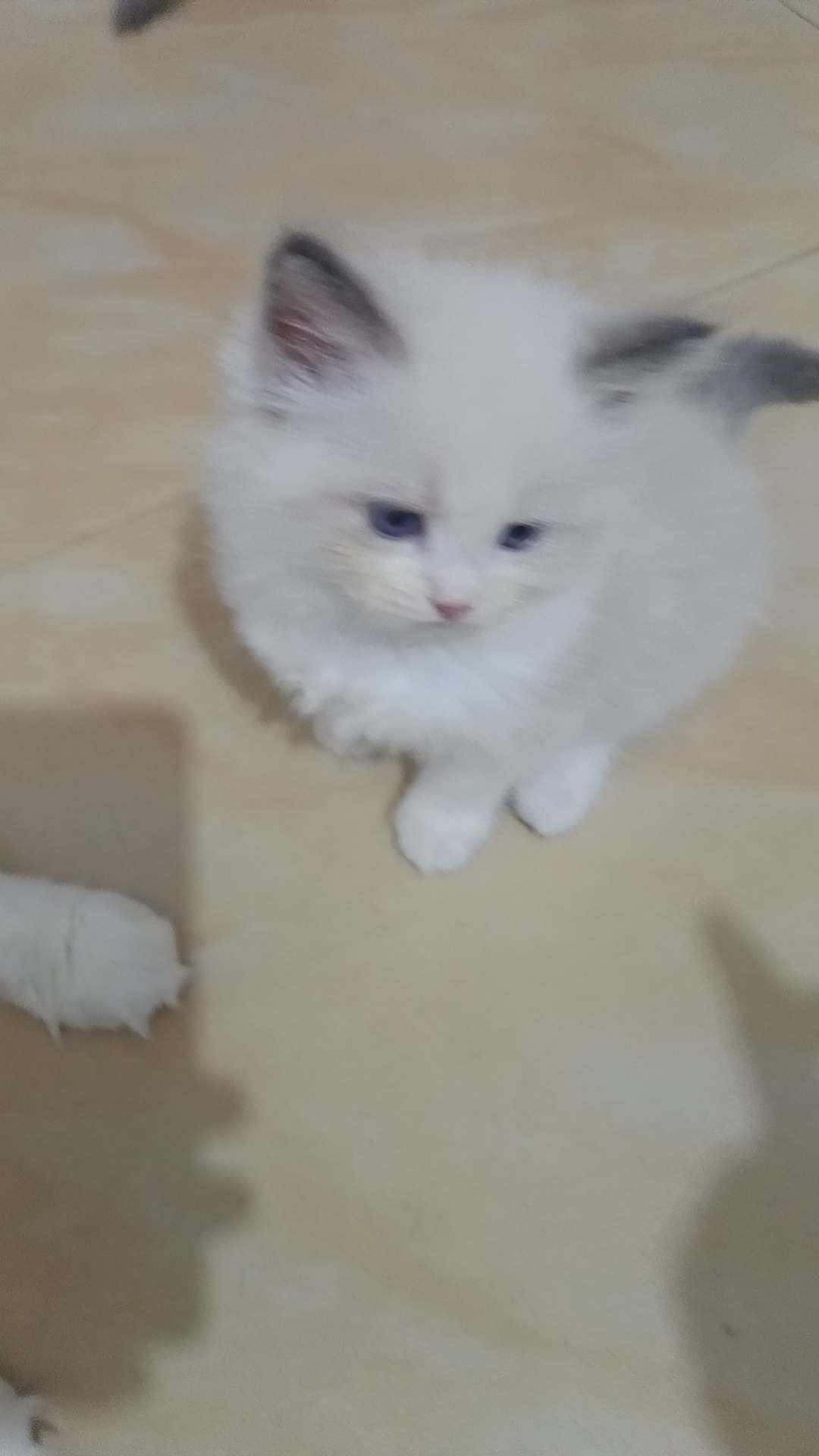 自己家养的布偶猫，高产猫咪九只。蓝双比较多。看上私聊。